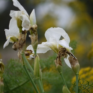 Plusieurs fleurs blanches au bout de leur tige - France  - collection de photos clin d'oeil, catégorie plantes
